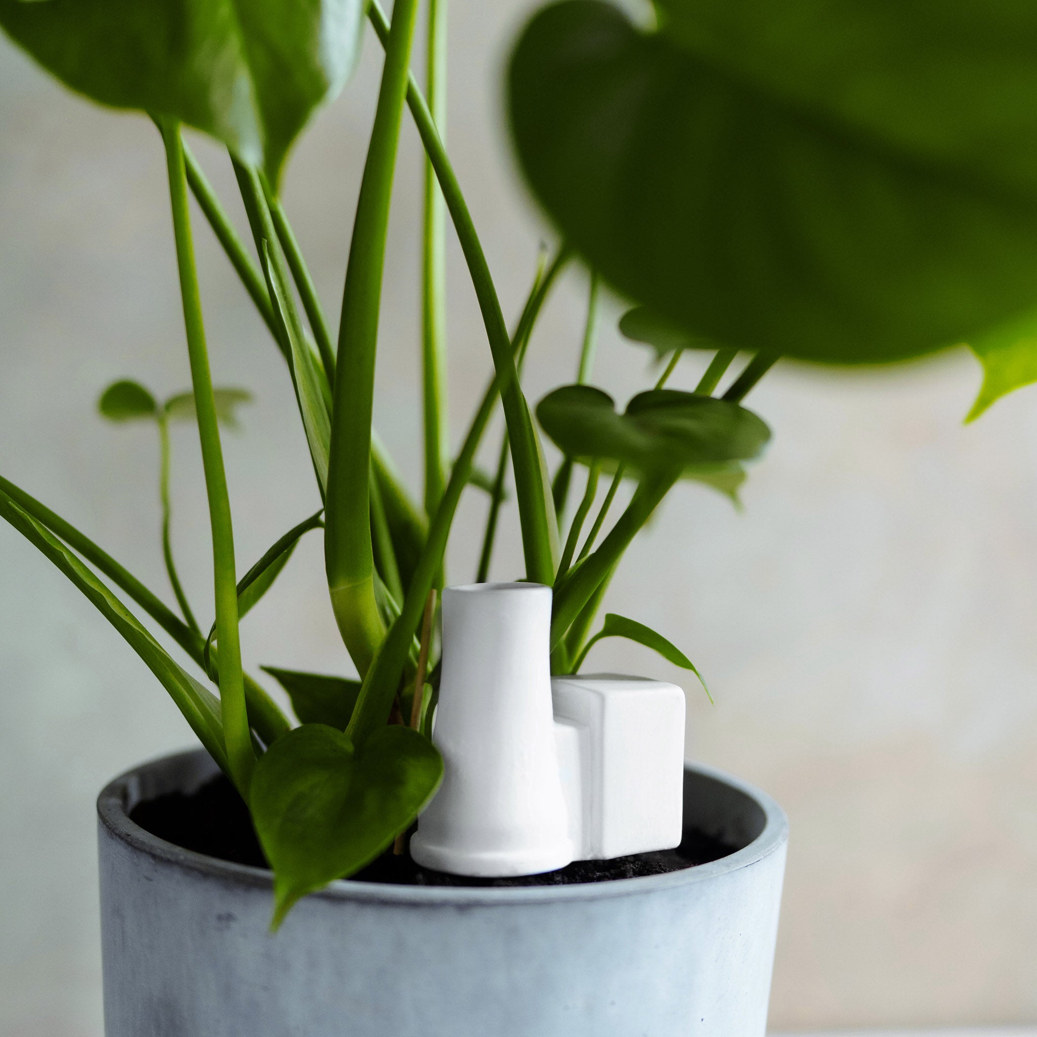 Plant Power Steam